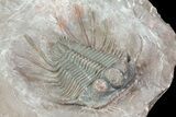 Huge, Cyphaspides Trilobite - Jorf, Morocco #66908-2